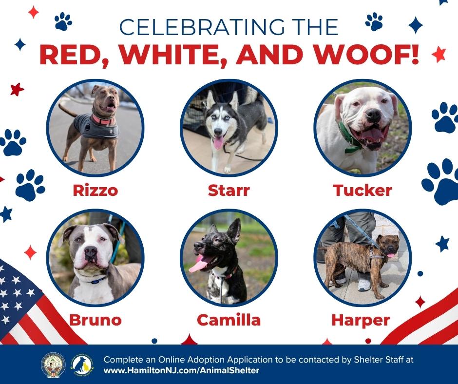 Red, white and blue themes animal adoption shelter graphic with american flags, transparent red and blue stars and images of dogs available for adoption