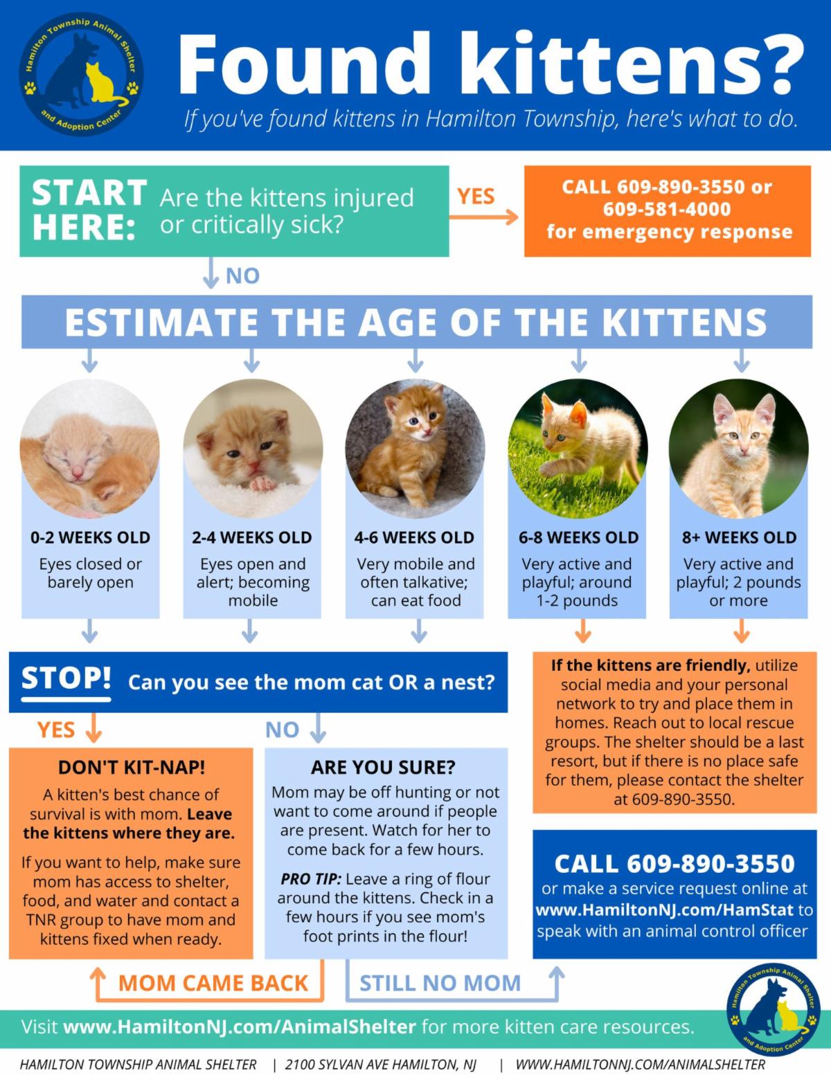 Found kittens infographic with the hamilton township animal shelter logo and images of several kittens with light blue, orange, dark blue and teal square text box with white text and navy text describing what to do if you find kittens around hamilton