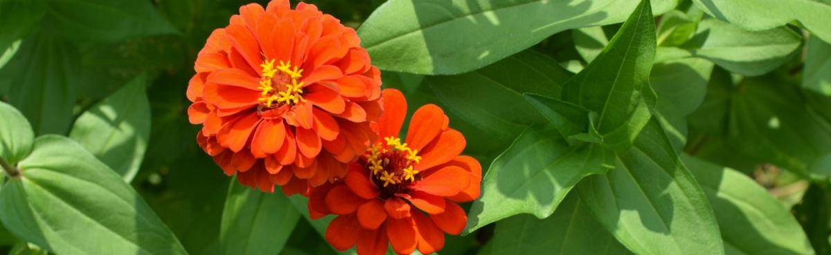 Photo of two bright orange zinnia flowers against green foliage
