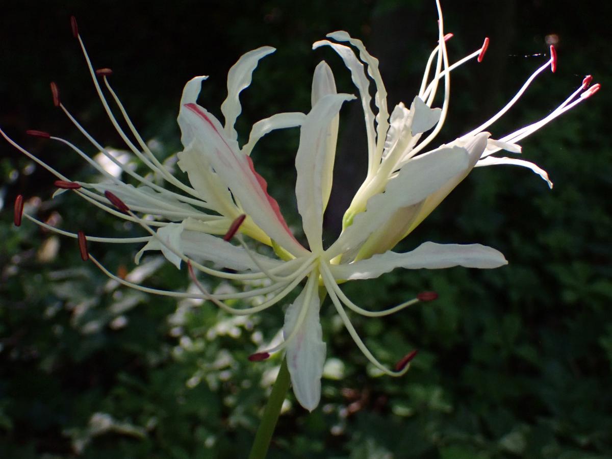 Surprise lily at the US National Arboretum. The flower is white with long thin petals that have a pink stripe and long pointy stamens 