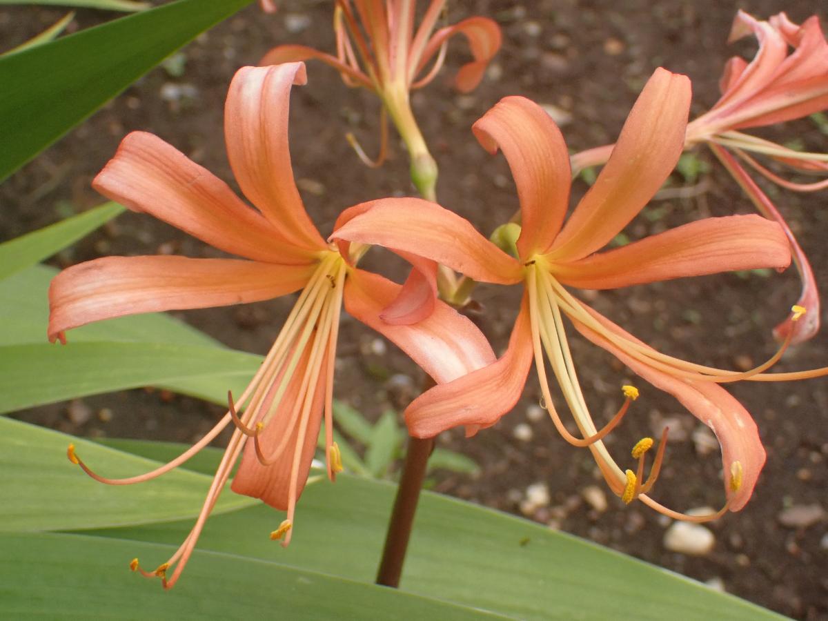 Surprise lily at the US National Arboretum. The flower is orange with long petals that curl back and yellow stamens.