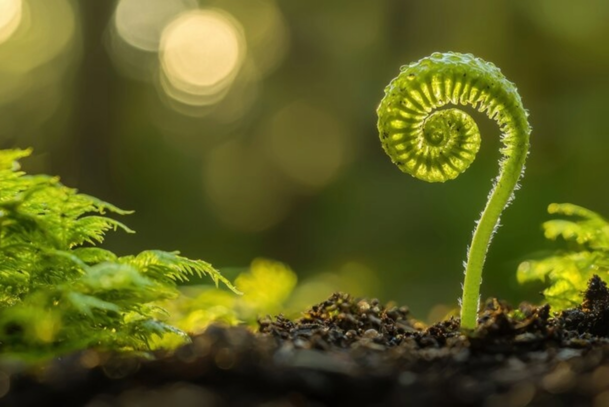 Homepage header artwork for Spiral Literacy services