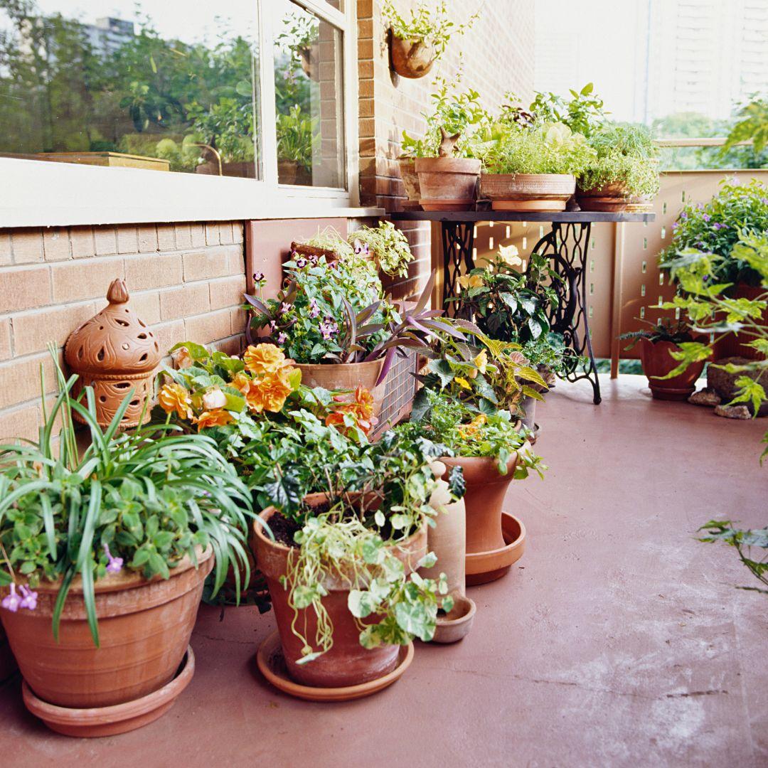 Plants in containers on a balcony.