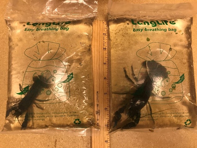 marbled crayfish.jpg