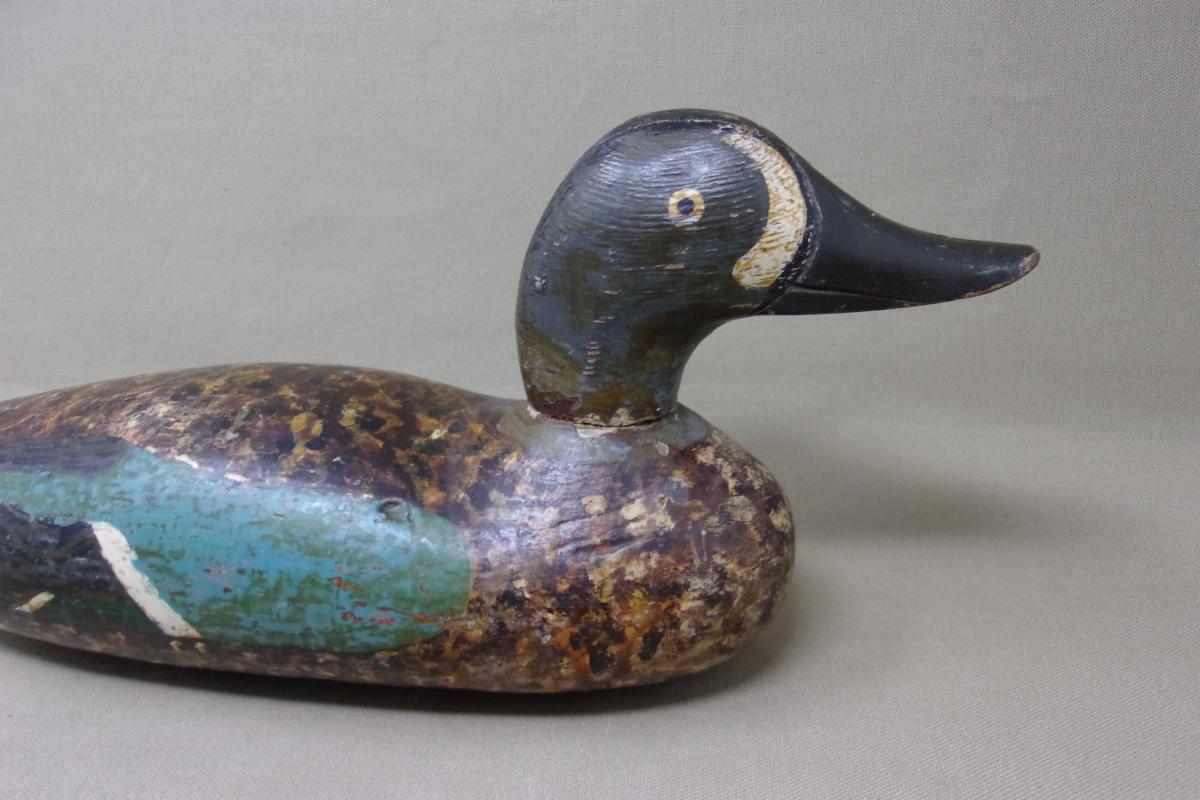 PADCO ring-neck hen.jpg