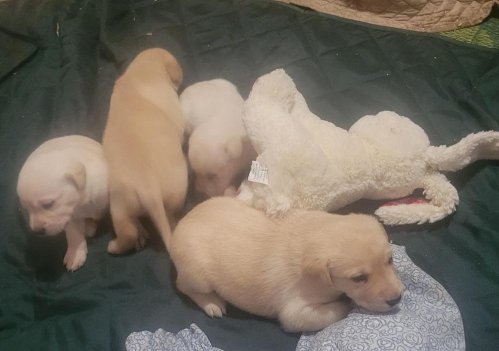Yellow lab pups.jpg
