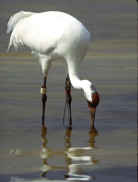 Whooping crane.jpg