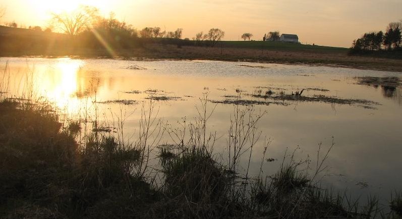 wetland pic 2(1).JPG