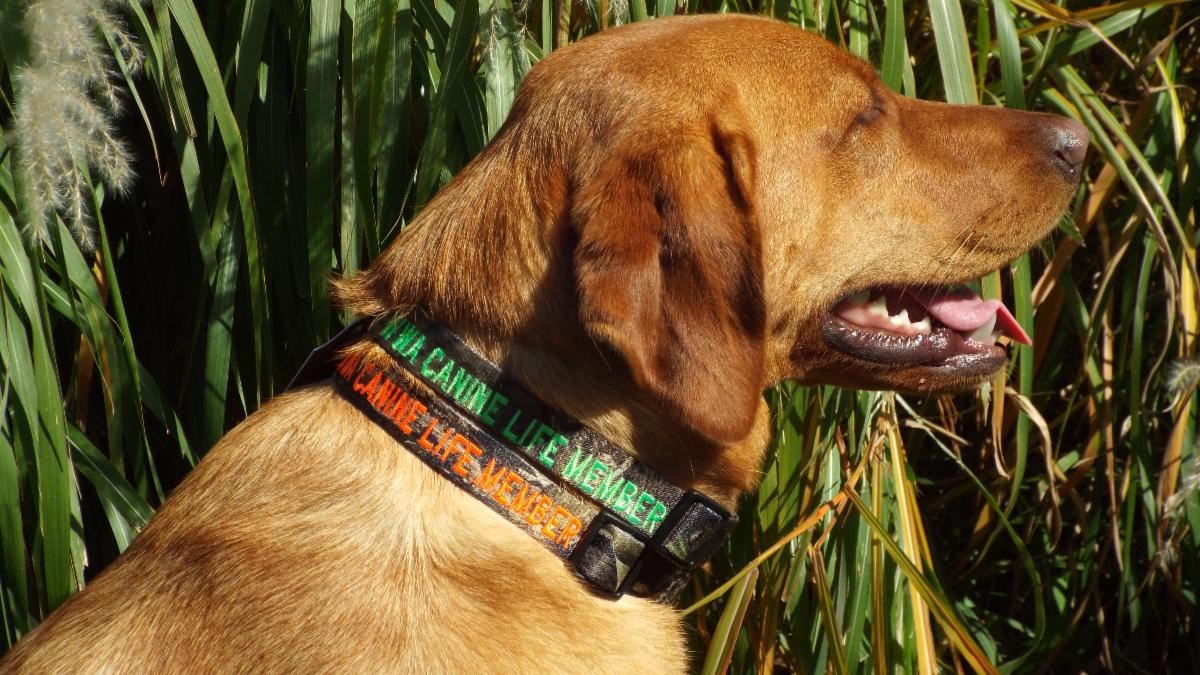 2021 Canine life collars Kess.JPG