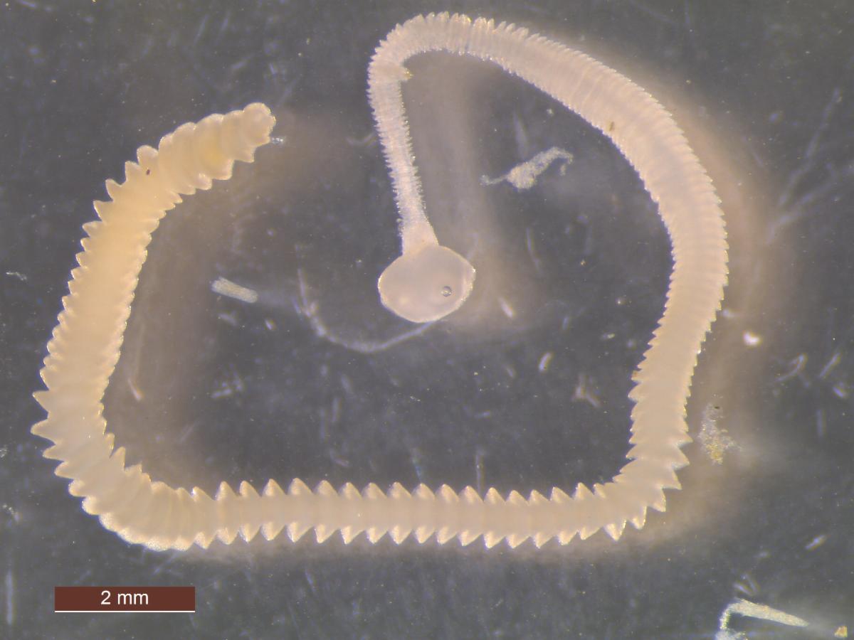 Goldeneye Tapeworm.jpg