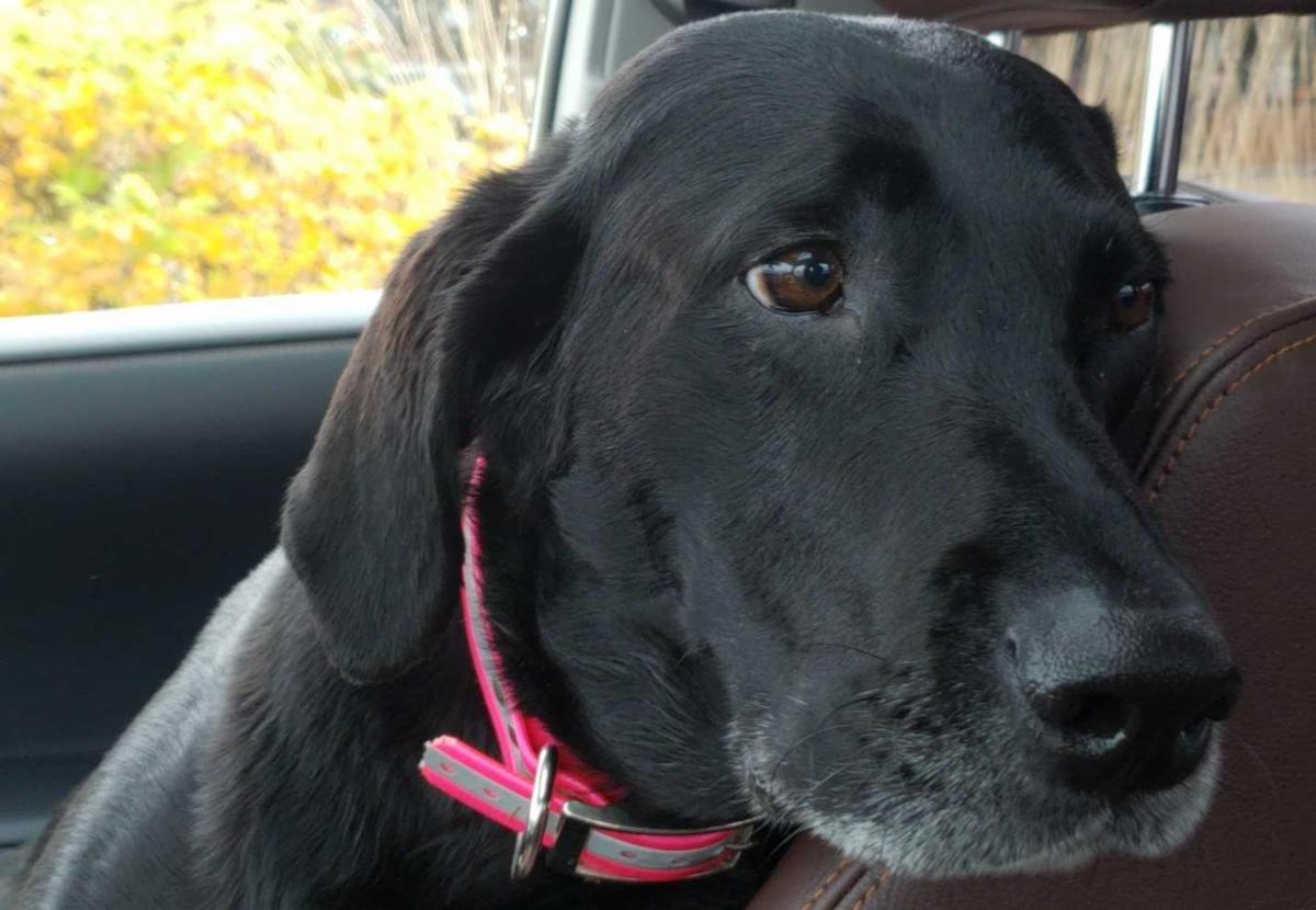 20181106_114628 _1_.jpg