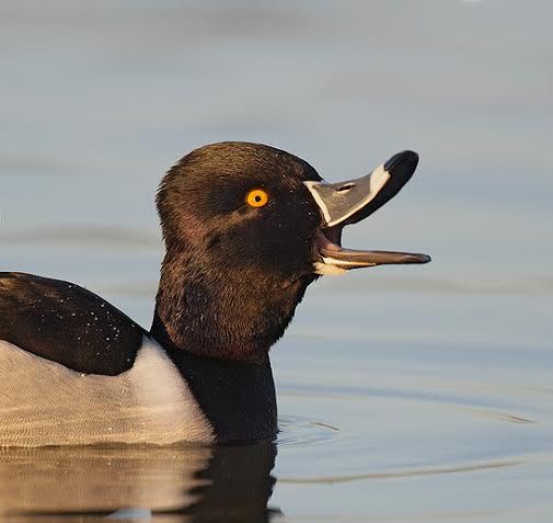 ringneck duck.jpg