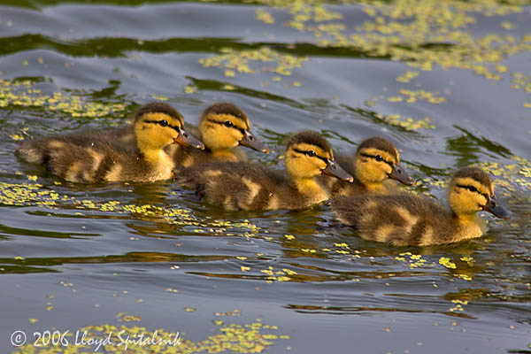 mallard_ducklings_F5R9045-01.jpg