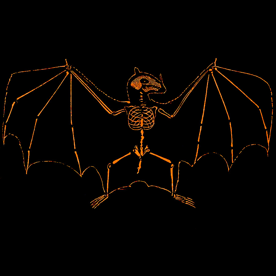 bat gif