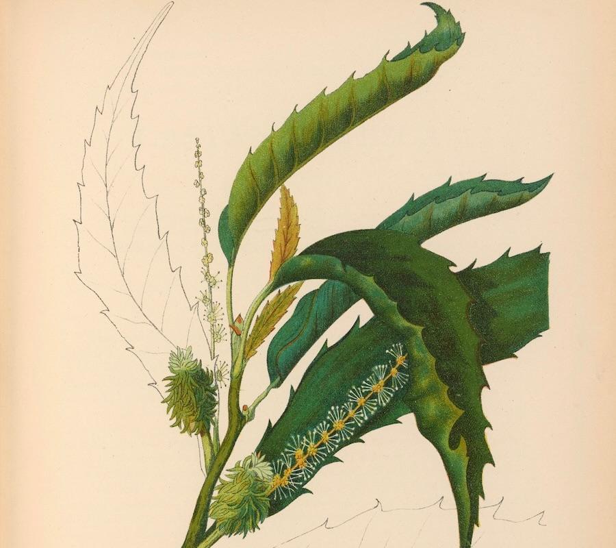 sweet chestnut plant