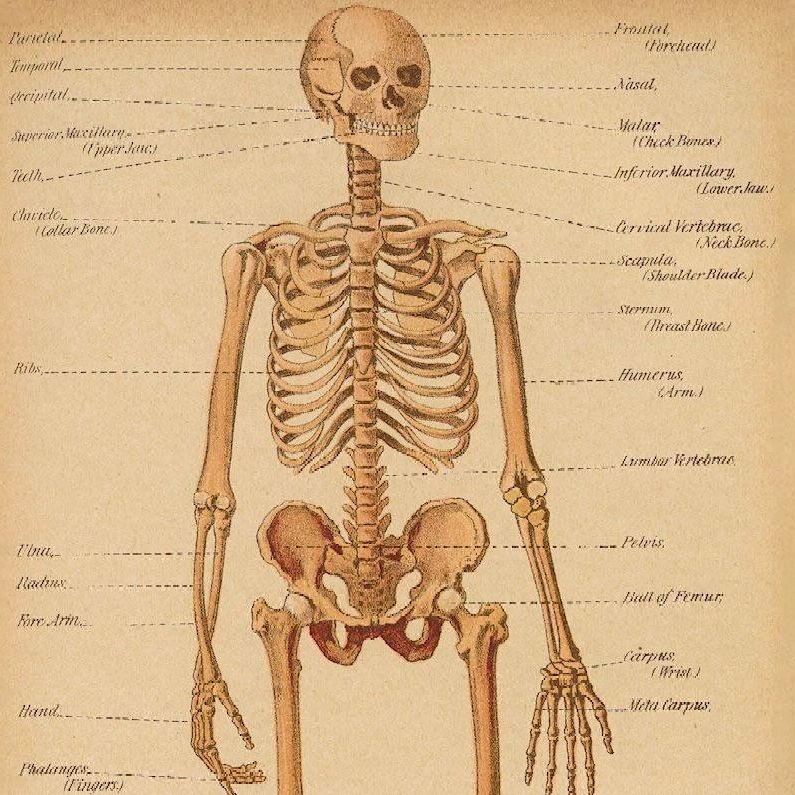 illustration of the human skeleton
