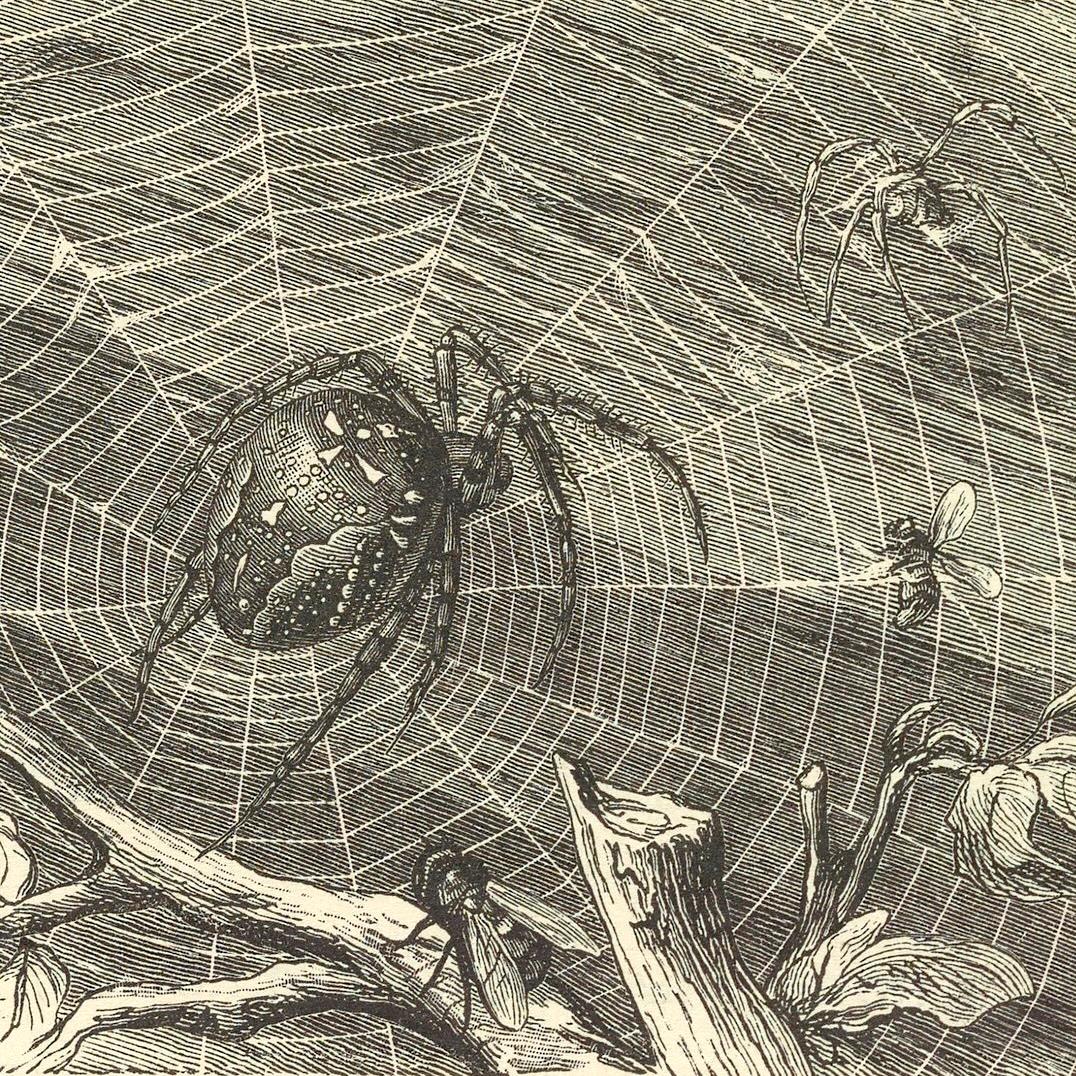illustration of spiders on a web with flies