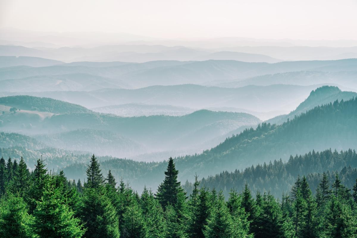 Mountain covered with a coniferous fir tree forest. Scenic landscape from Carpathian Mountains in Romania