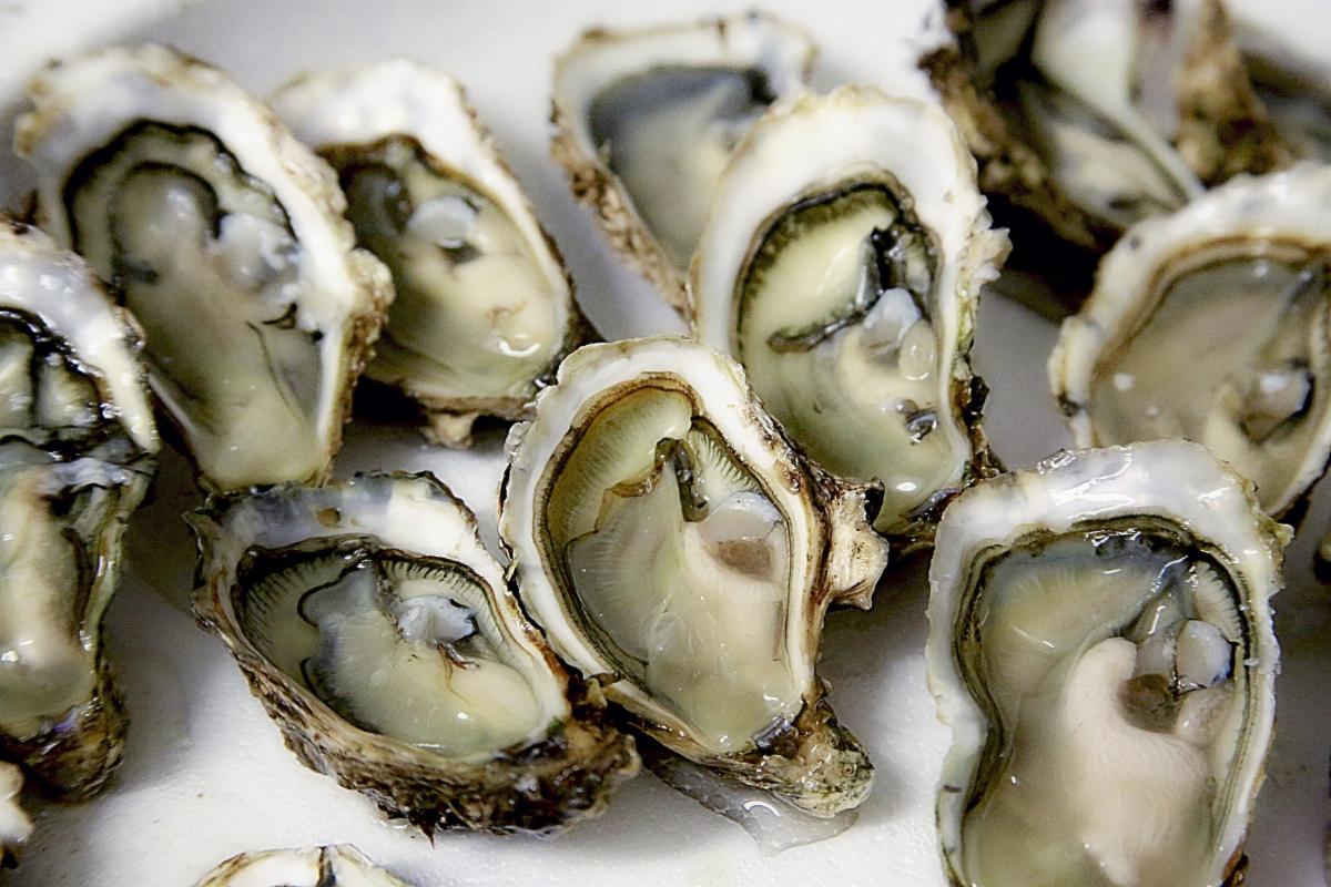 A group of oysters.