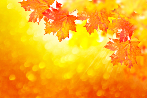 autumn landscape with bright colorful leaves. Indian summer.
