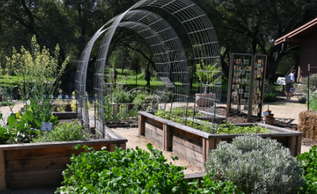 Newly installed metal panels to support and provide attachments for vining veggies in raised beds of the UC Master Gardeners of Placer County's Demonstration garden. 