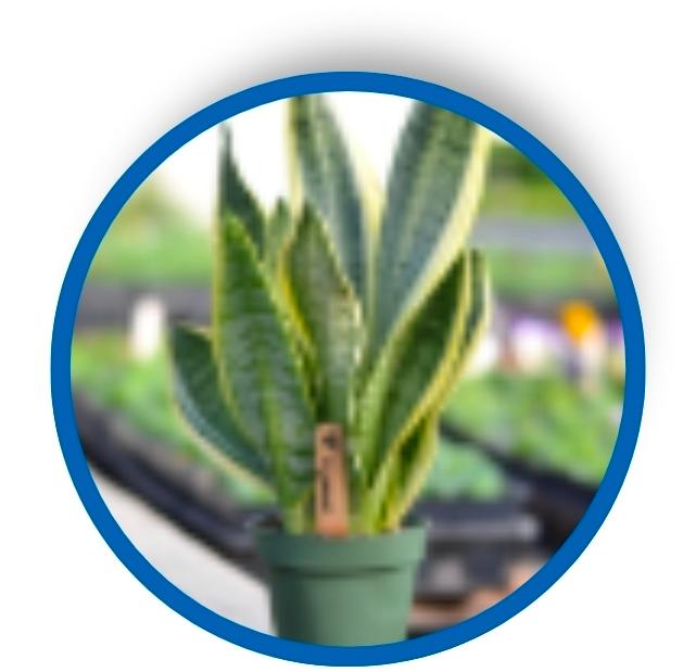 Very flat, long, tapered to a point, leaved plant commonly called mother-in-law's tongue. 
