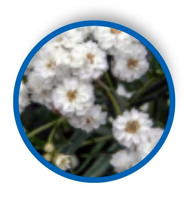 Daisy-like, flowered plant, commonly called sneezewort.