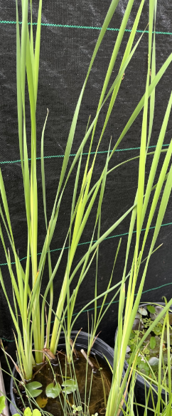 Cattail: Tall, long-leaved plant living in shallow water. 