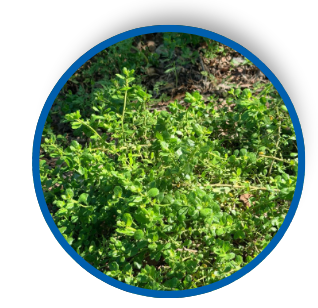 Pigeon point coyote brush plant, a native plant thriving in its natural environment.