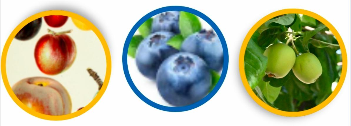 Drupes; examples including cherries, nectarines and peaches. A group of blueberries, a true berry. Apples hanging in a tree, an example of pomes.