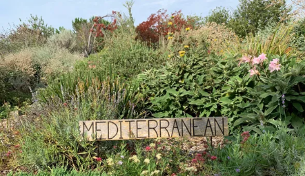 A sunny hillside covered with various plants well-suited to a Mediterranean climate.