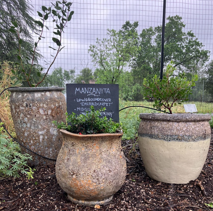 Manzanita plant in ceramic containers on display at the UC Master Gardeners of Placer County Demonstration garden.  