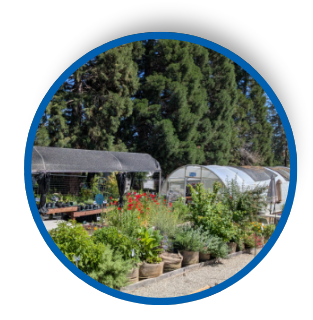 The raised plant beds, hoop house and outdoor plant bench in the UC Master Gardeners of Nevada County Demonstration Garden.