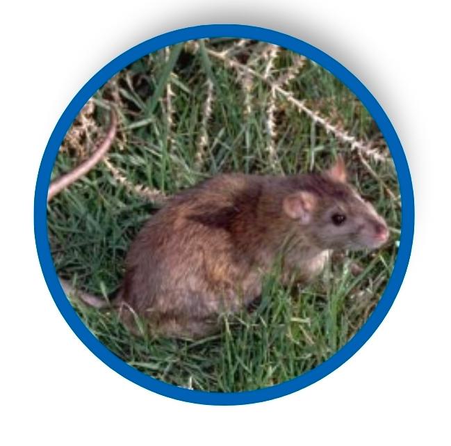 A rat outside in the woods.