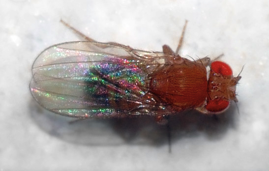 Fruit Flies.png