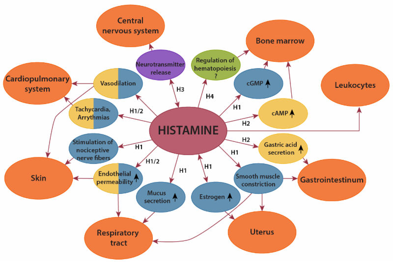 Which Of The Following Can Release Histamines Histamine Intolerance!