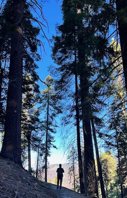 Judi Looking Up and Out in Sequoia National Park