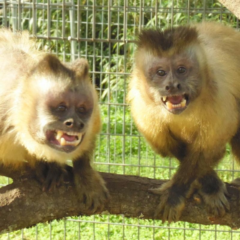 Don King and Sloth crop