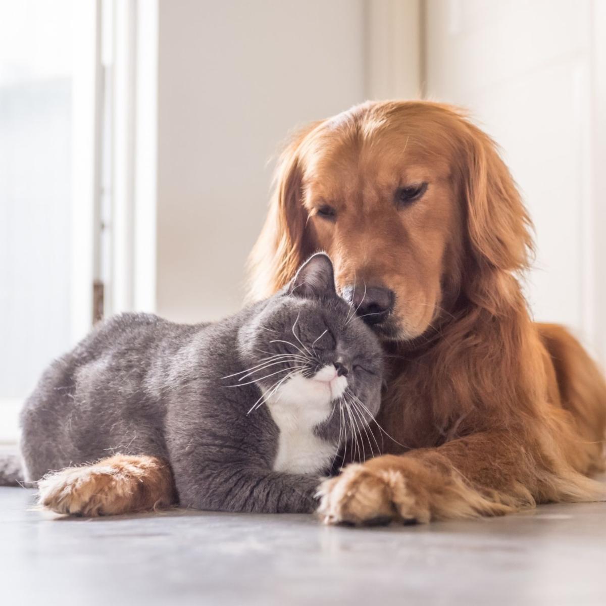 Blessing of Animals