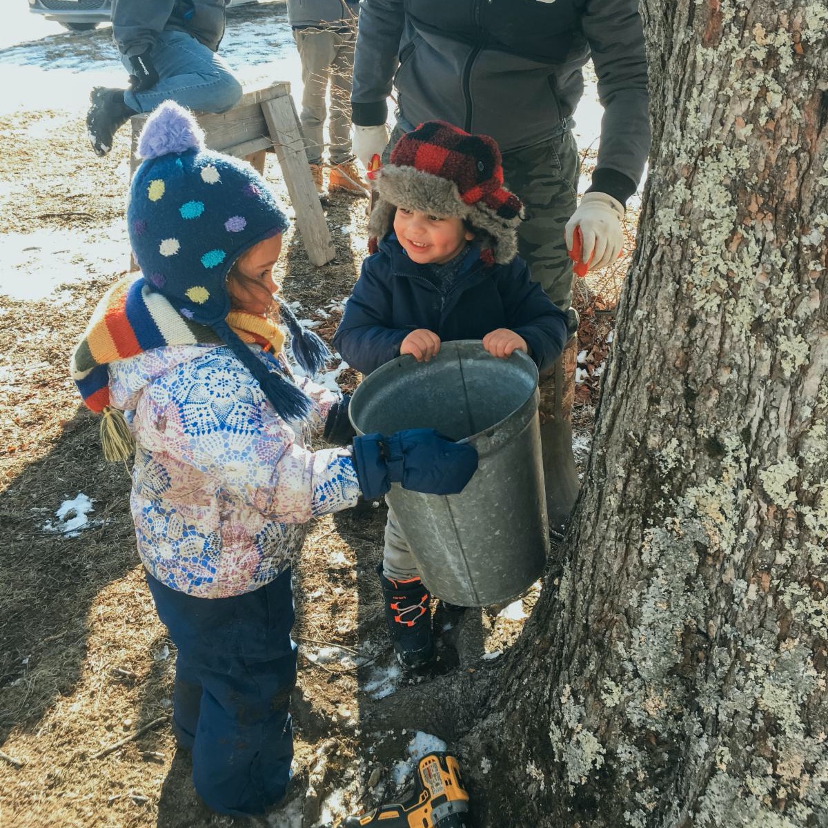 Invitation to apple tree pruning and maple sugaring in Athol with The