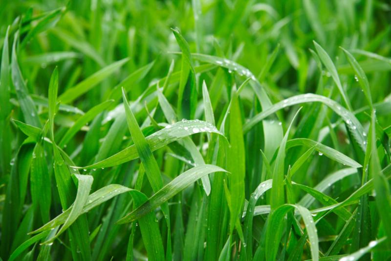 grass_in_rain.jpg