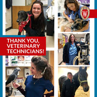 Celebrating UW Veterinary Care veterinary technicians