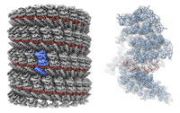 Researchers gain clearest ever image of Ebola virus protein
