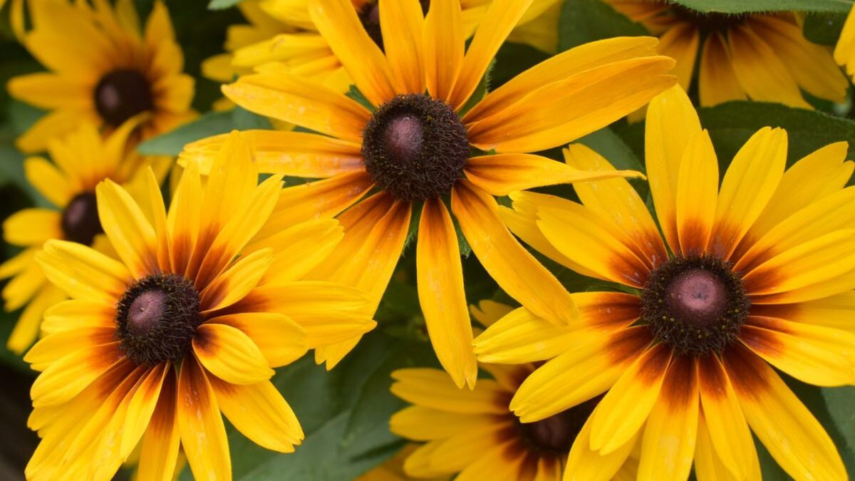 Yellow black-eyed Susan flowers in bloom