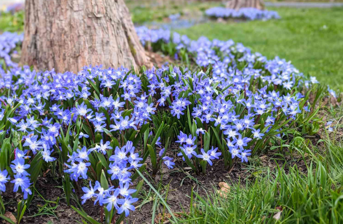 Blue spring flowers naturalized around the base of a tree