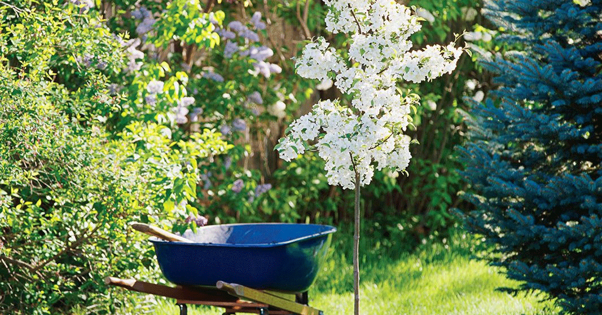 Wheelbarrow beside a flowering tree in a garden