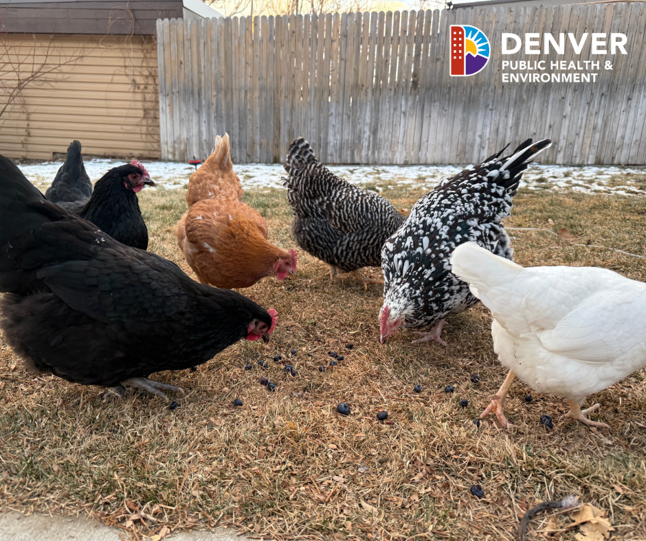 Chickens in the backyard of a house