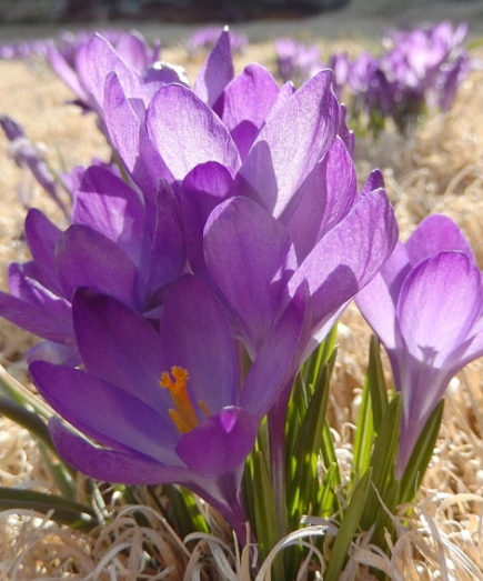 Purple spring flowers in bloom