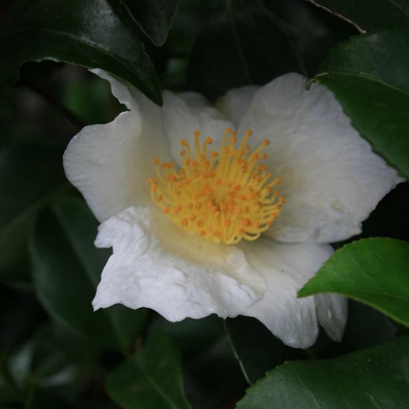 camellia s