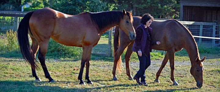 Leadership-with-Horses-final.jpg